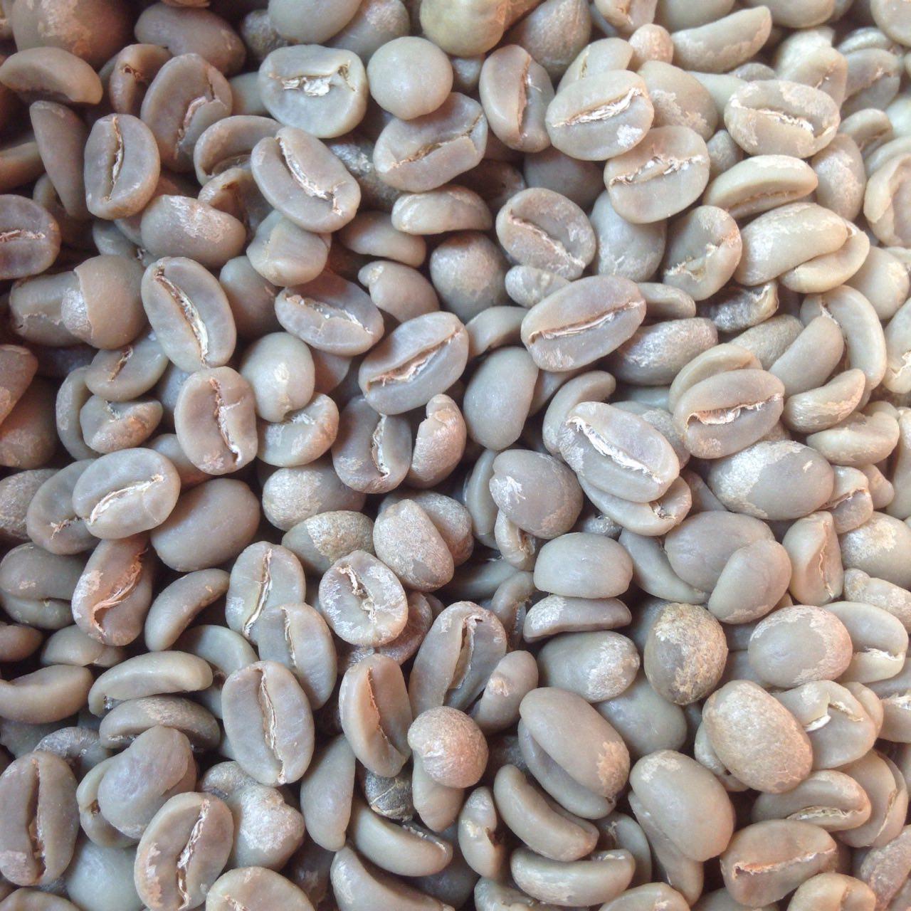 Tìm Hiểu Về Cà Phê Typica - Typica Coffee Beans - Công Nghệ Cà Phê